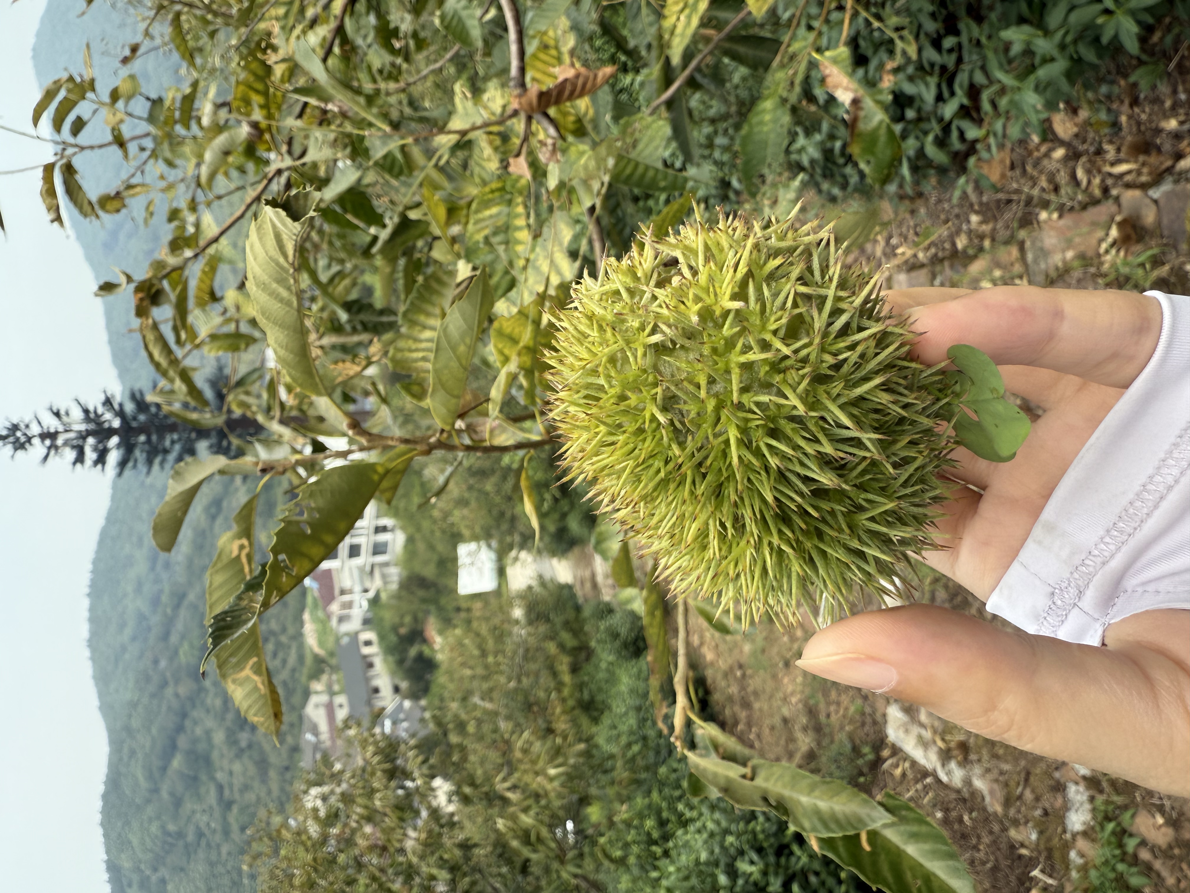 白露至，板栗开摘！秋日美味有N种打开方式-名城苏州新闻中心