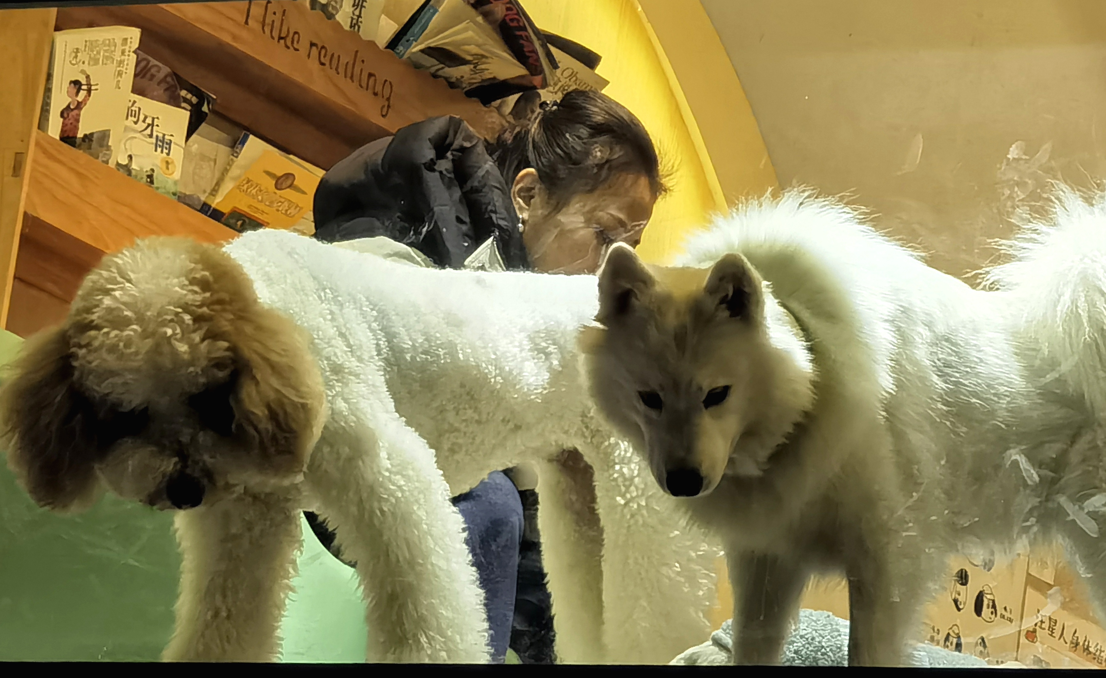 狗咖猫咖撸的不是毛是情绪-名城苏州新闻中心
