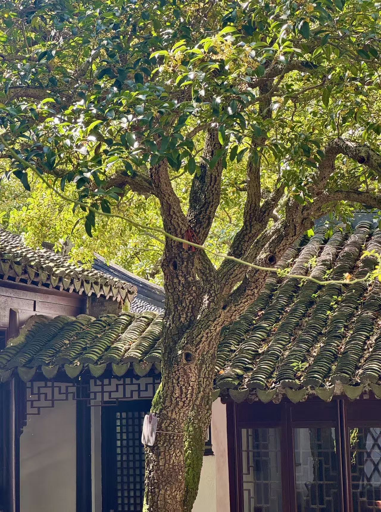树干上有龙鳞状 苏报融媒记者 刘达/摄