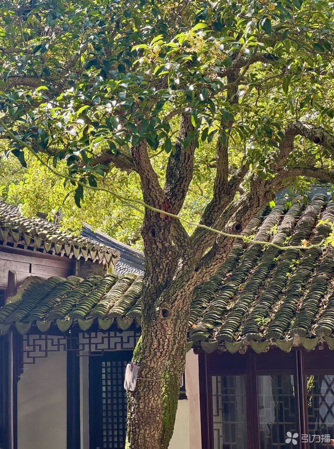 树干上有龙鳞状 苏报融媒记者 刘达/摄
