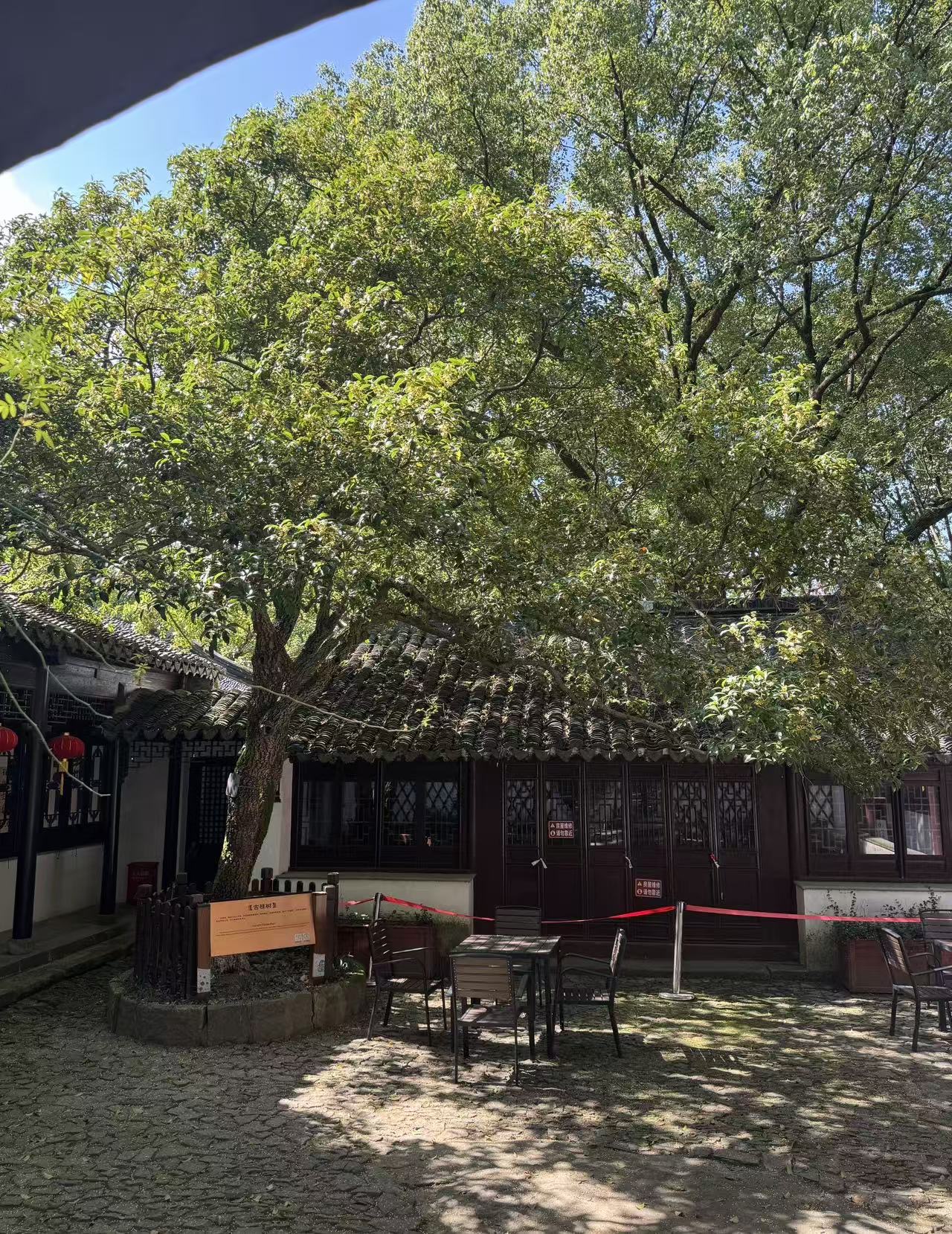 天池山的“龙鳞桂” 苏报融媒记者 刘达/摄