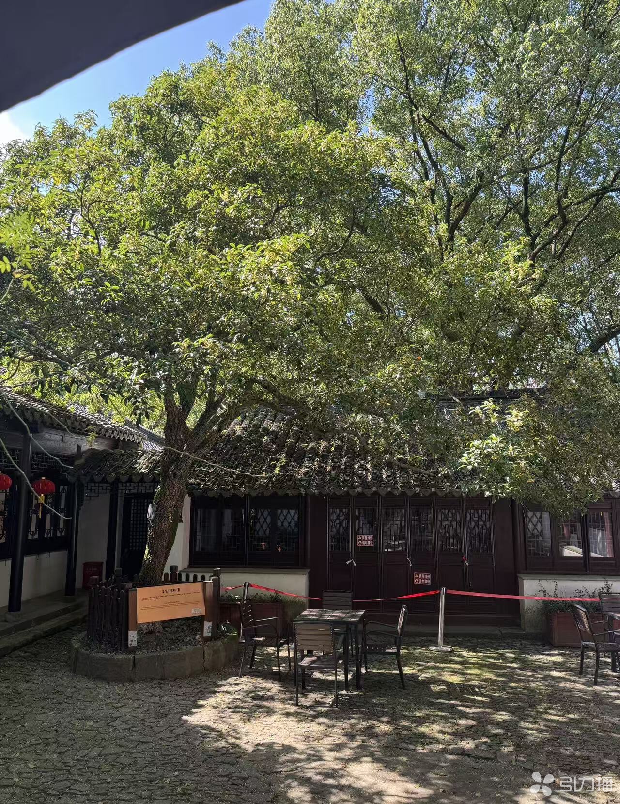 天池山的“龙鳞桂” 苏报融媒记者 刘达/摄