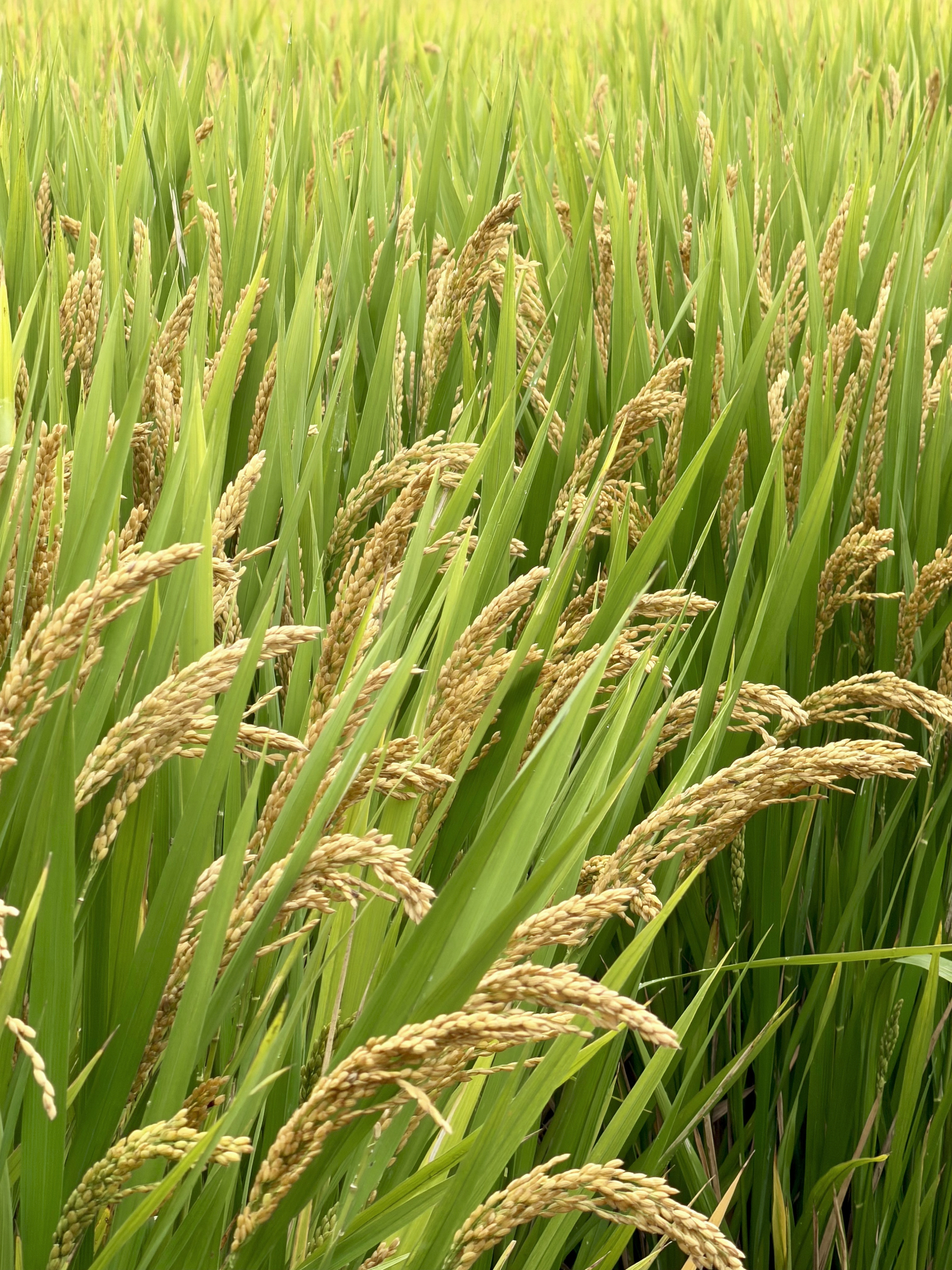 宁苏粳2315植株壮实、稻穗饱满。苏报融媒记者 徐靖怡/摄