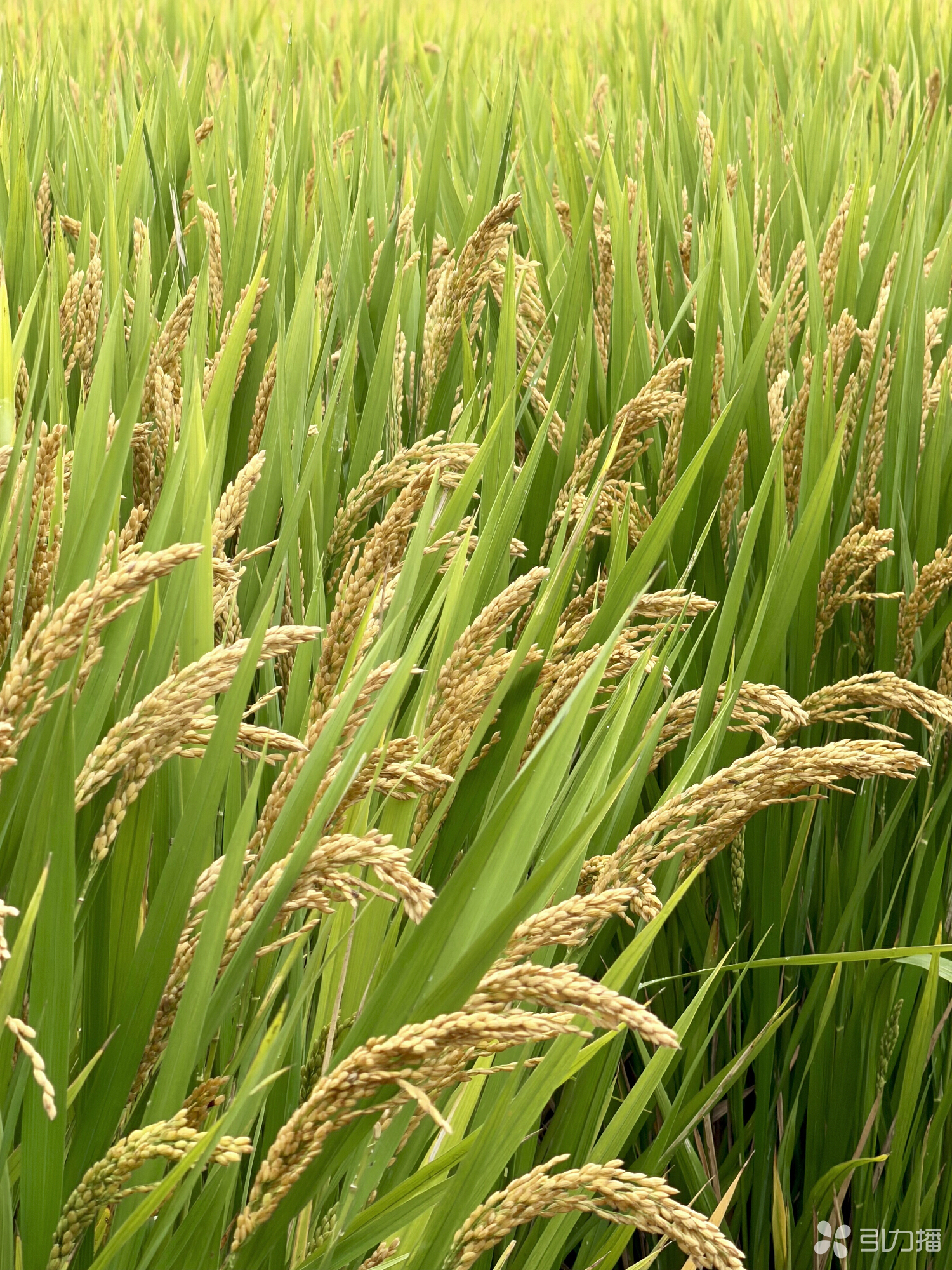 宁苏粳2315植株壮实、稻穗饱满。苏报融媒记者 徐靖怡/摄