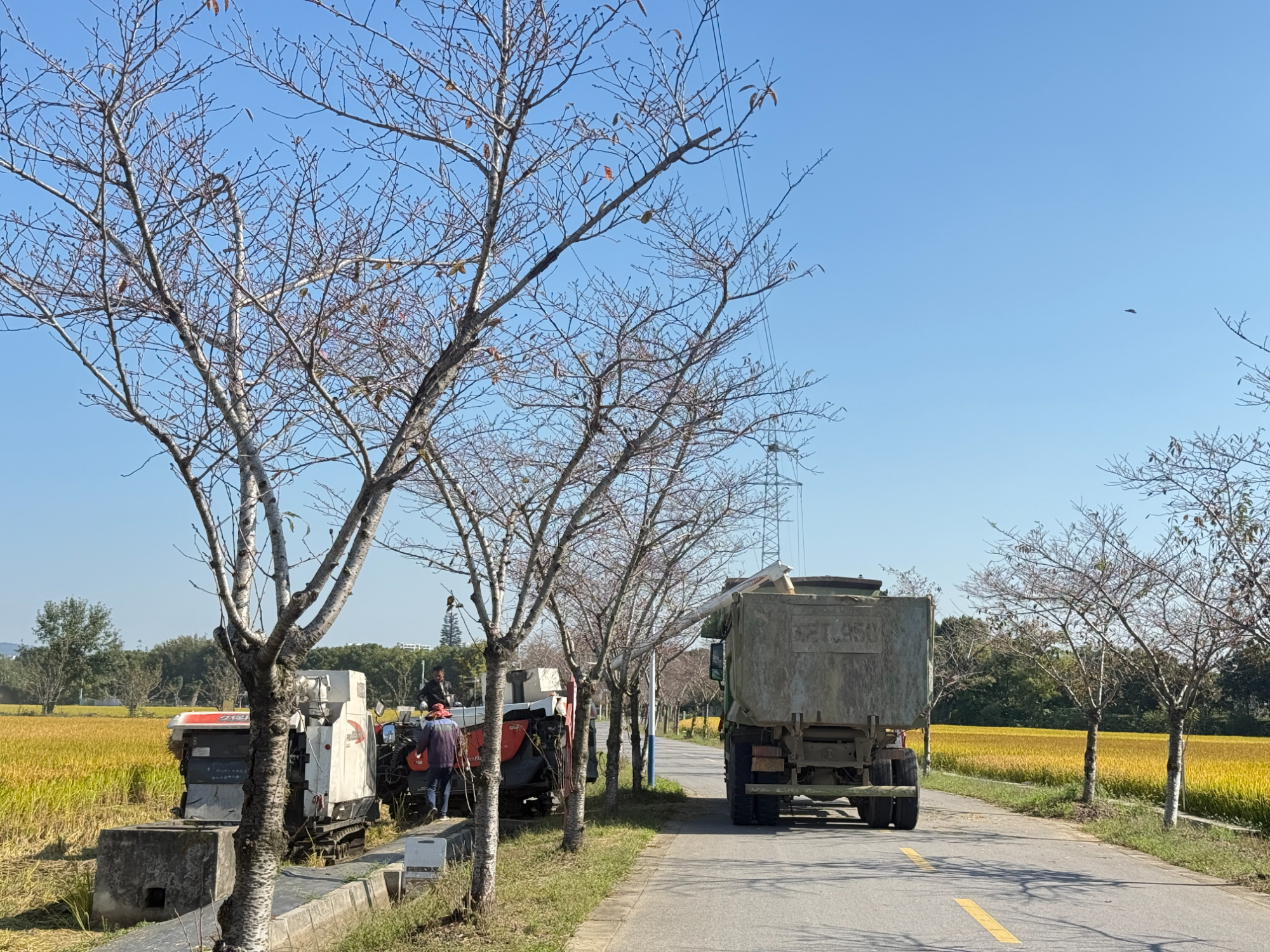 运粮车就停在稻田边 苏报融媒记者 刘达/摄