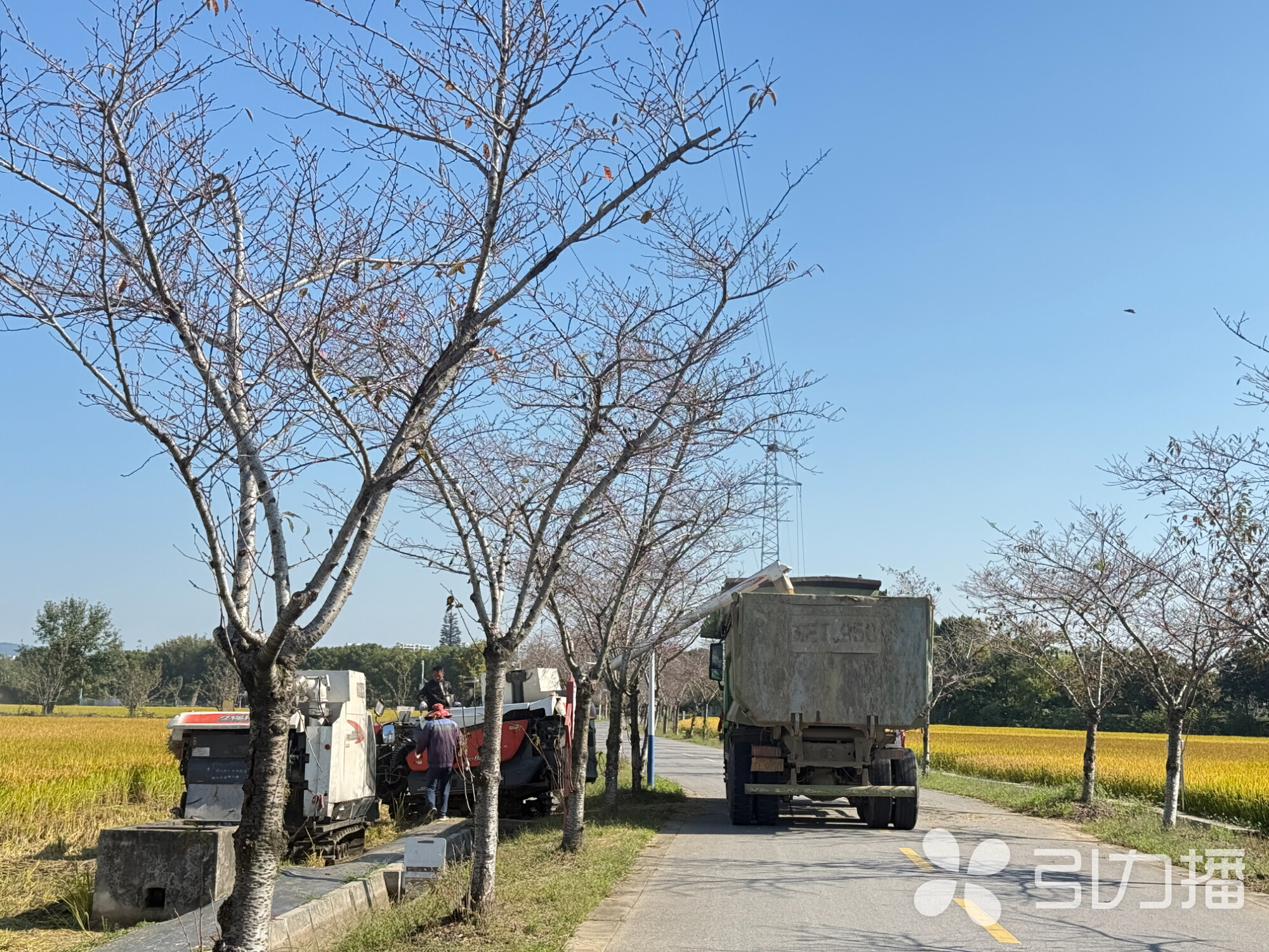 运粮车就停在稻田边 苏报融媒记者 刘达/摄